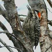 Striped Woodpecker