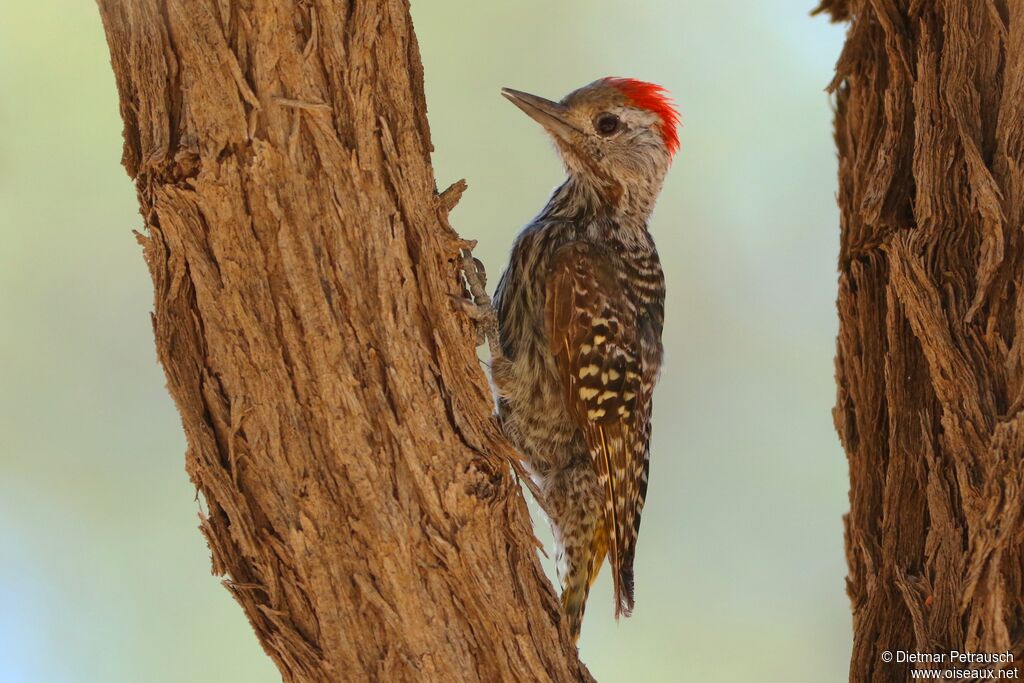 Cardinal Woodpecker male adult