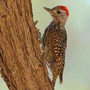 Cardinal Woodpecker