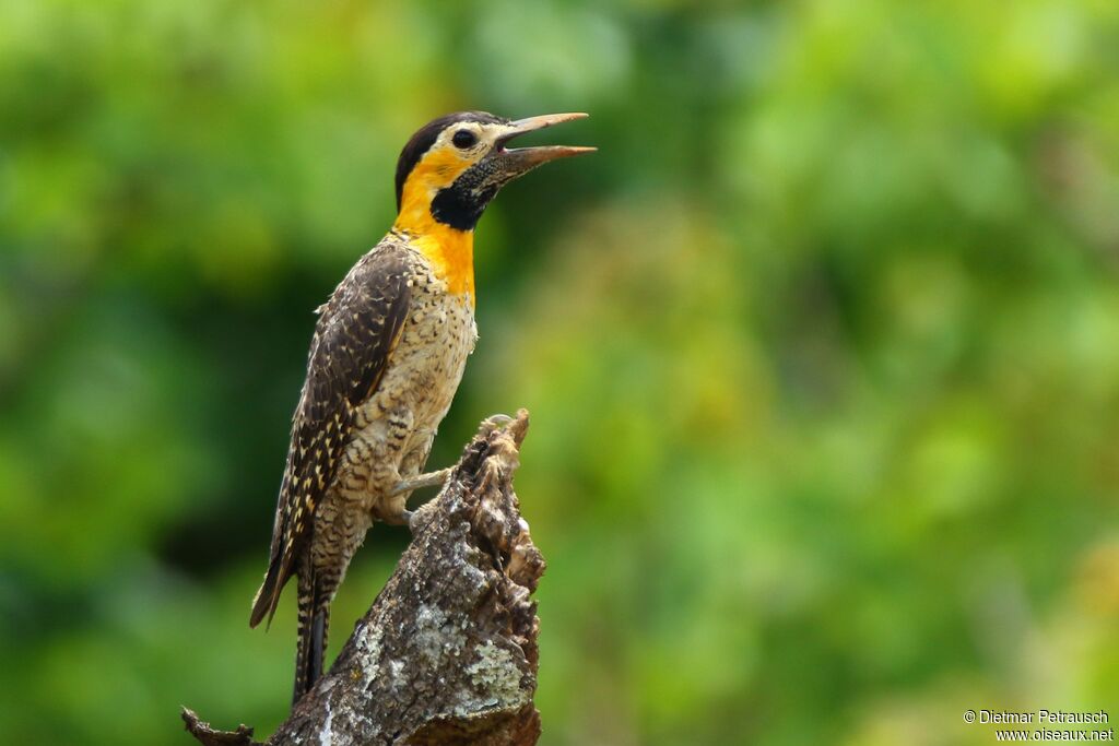 Pic champêtreadulte, identification