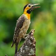 Campo Flicker