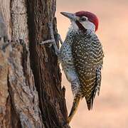 Bennett's Woodpecker