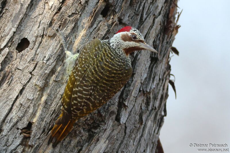 Bennett's Woodpecker female adult