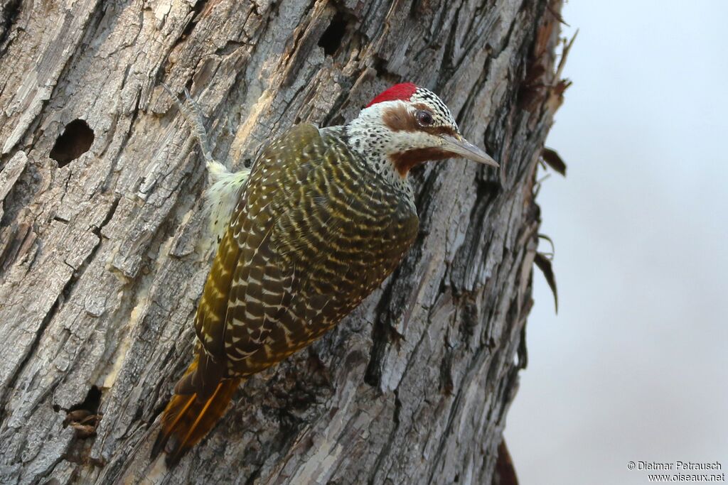 Bennett's Woodpecker female adult