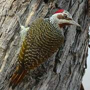 Bennett's Woodpecker