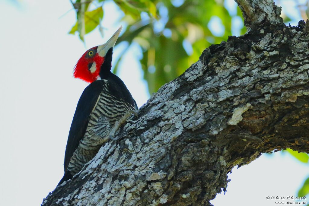 Crimson-crested Woodpecker male adult