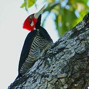 Crimson-crested Woodpecker