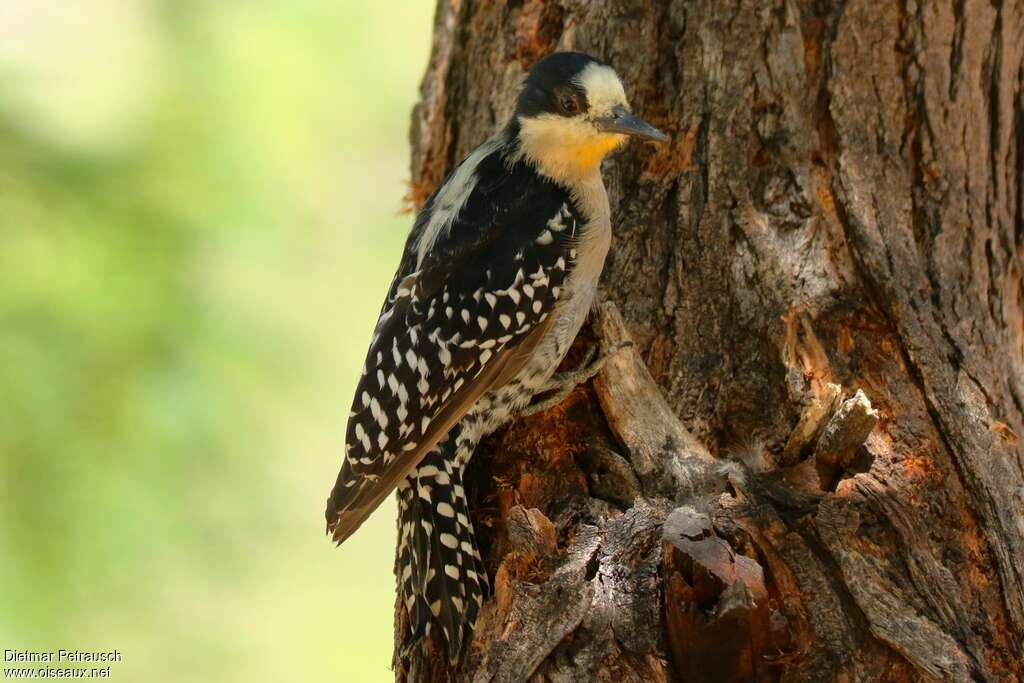 White-fronted Woodpeckeradult, pigmentation