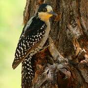 White-fronted Woodpecker