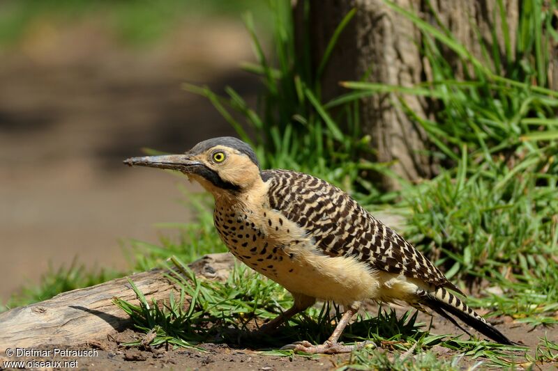 Andean Flicker female adult
