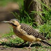 Andean Flicker