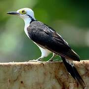 White Woodpecker