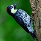 Pic glandivore