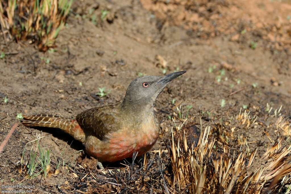 Ground Woodpeckeradult, identification