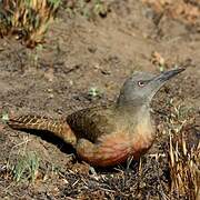 Ground Woodpecker