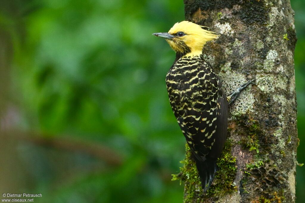 Blond-crested Woodpecker female adult