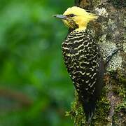 Blond-crested Woodpecker