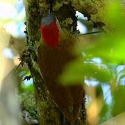 Golden-olive Woodpecker