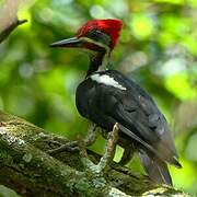 Lineated Woodpecker