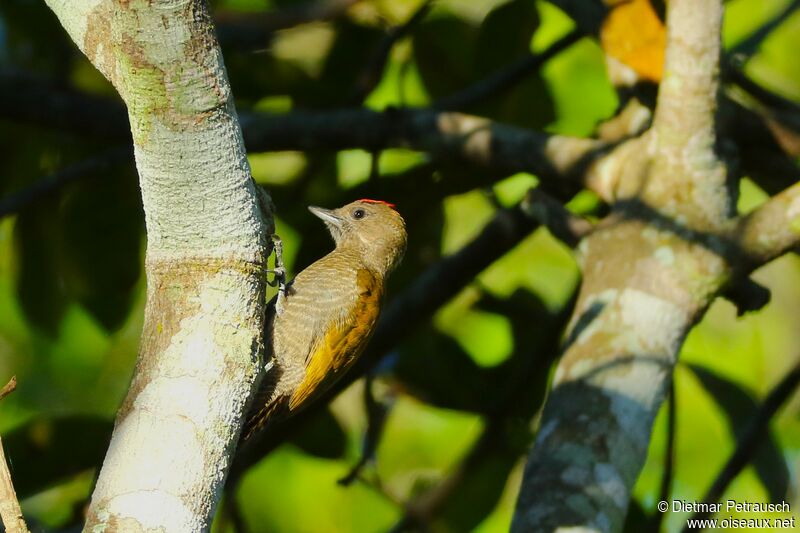 Little Woodpecker male adult