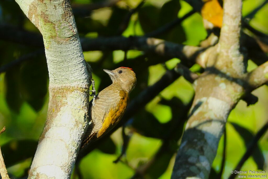 Pic passerin mâle adulte