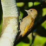 Little Woodpecker