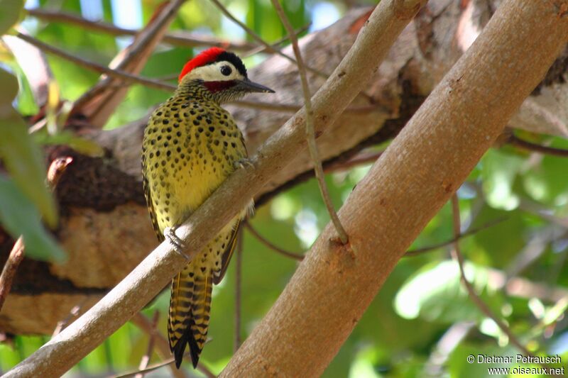 Green-barred Woodpecker male adult