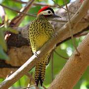 Green-barred Woodpecker