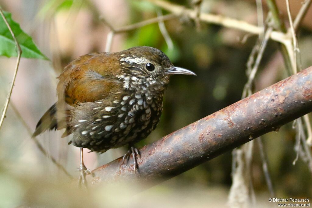 Sharp-tailed Streamcreeperadult