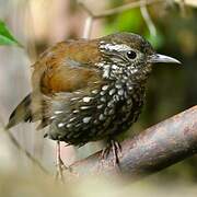 Sharp-tailed Streamcreeper