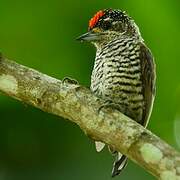 White-barred Piculet