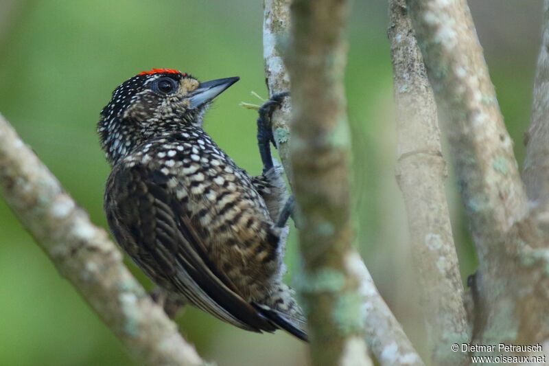 White-wedged Piculet male adult