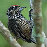 White-wedged Piculet