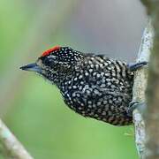 White-wedged Piculet