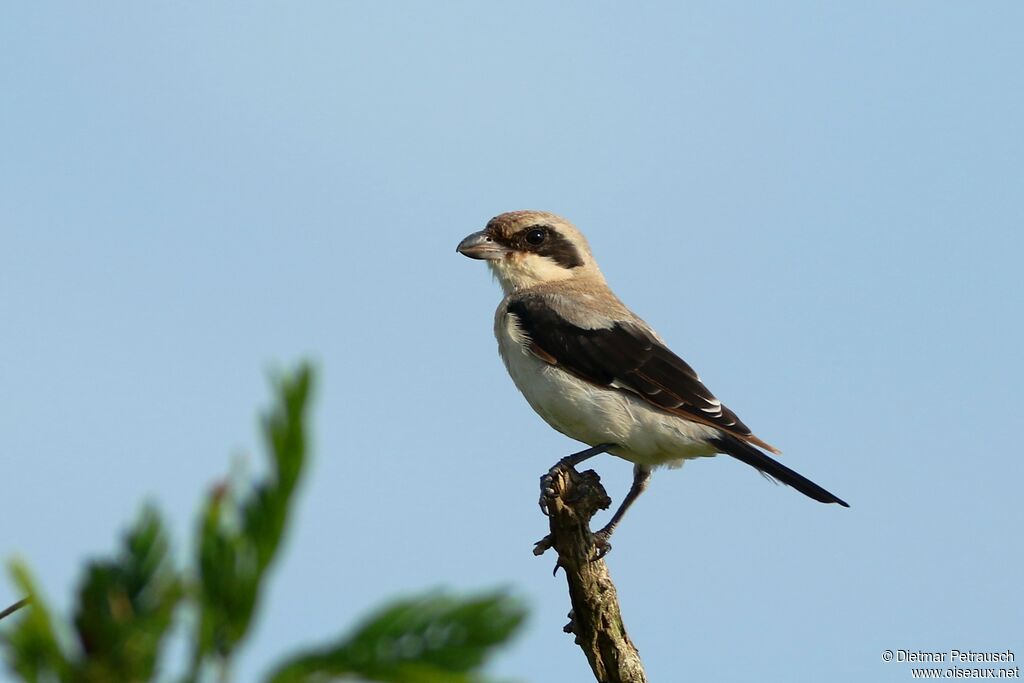 Lesser Grey Shrikesubadult