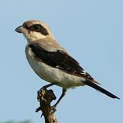 Lesser Grey Shrike