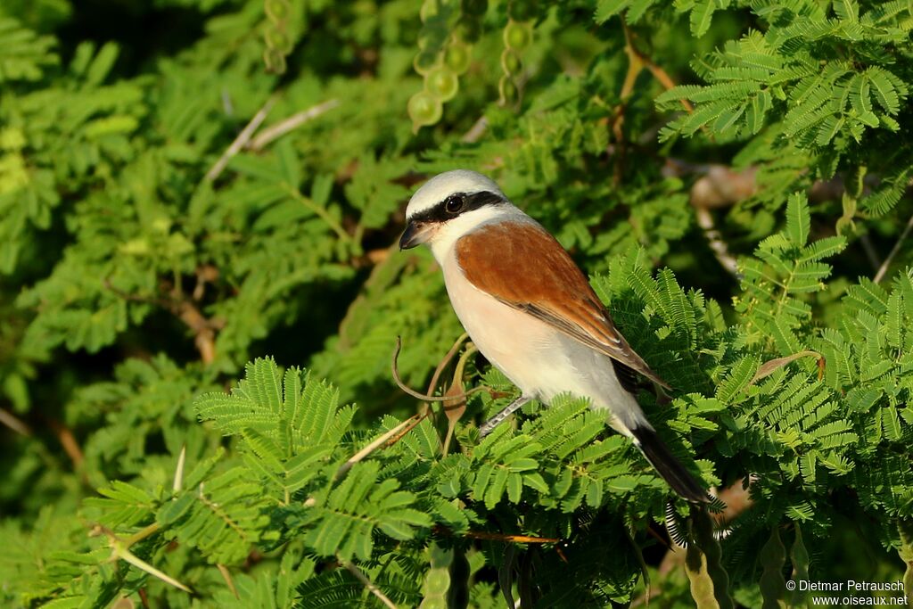 Red-backed Shrike male adult