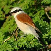 Red-backed Shrike