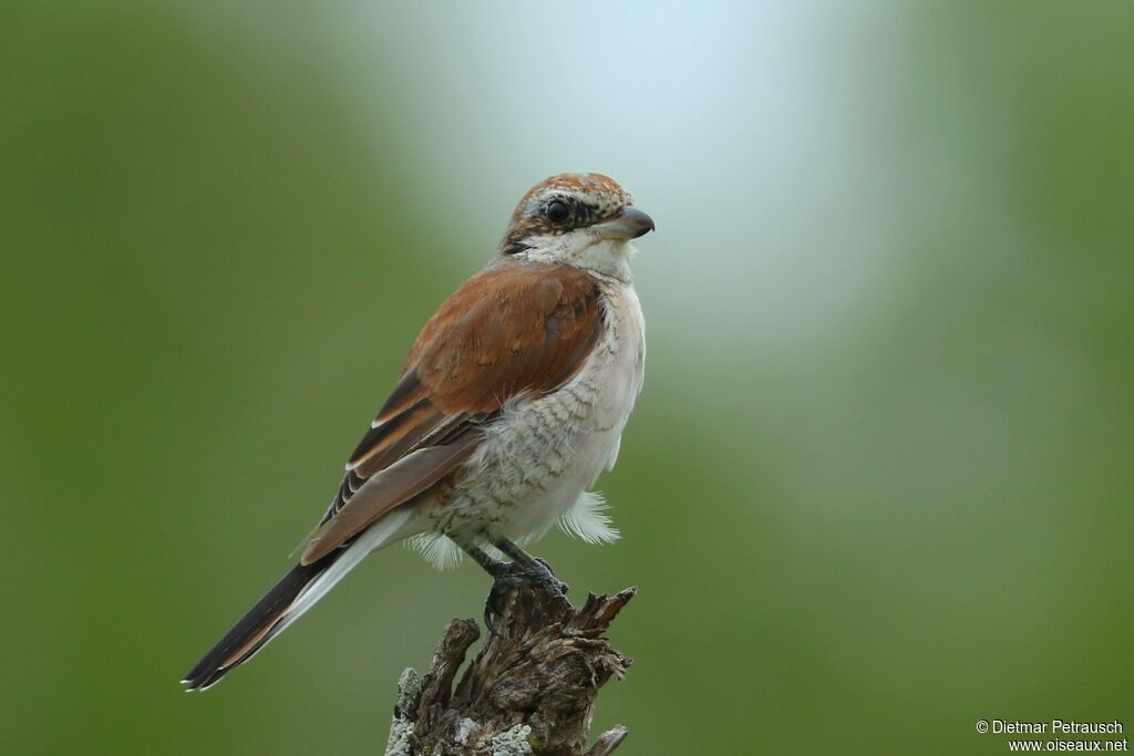 Red-backed Shrike male immature