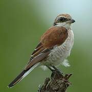 Red-backed Shrike