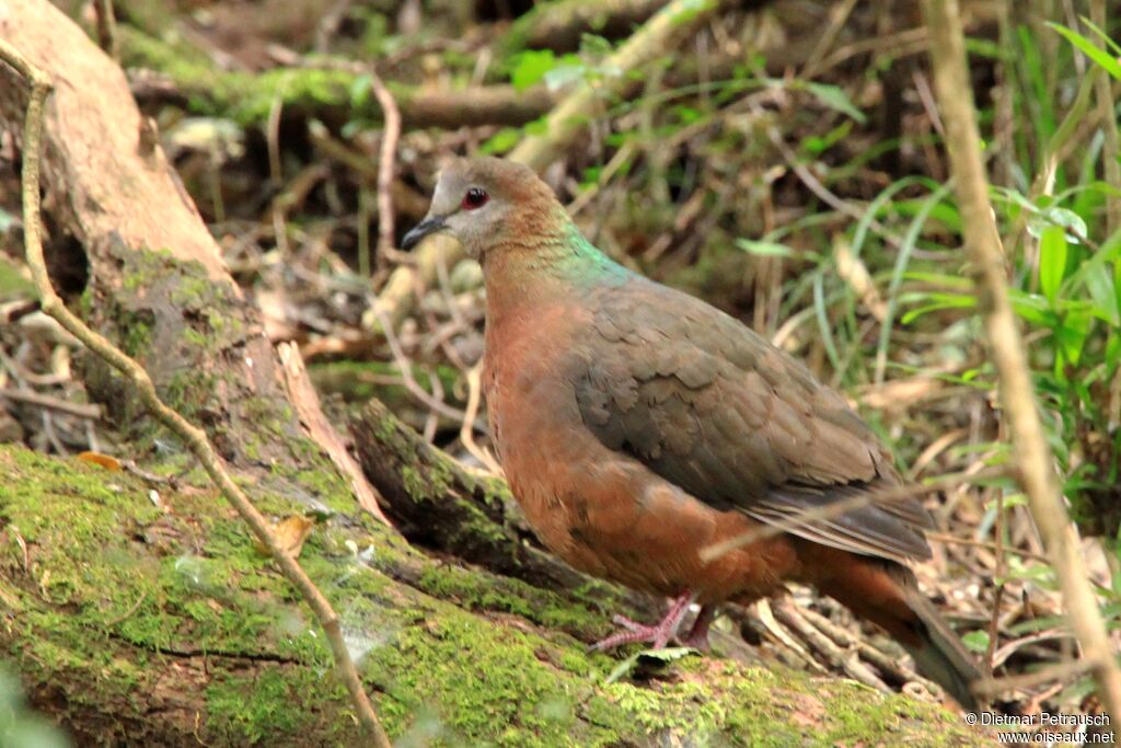 Pigeon à masque blancadulte