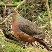 Lemon Dove