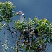 Band-tailed Pigeon