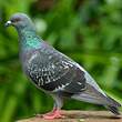 Pigeon biset