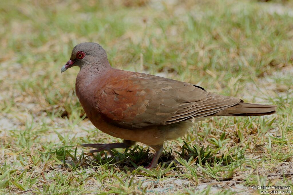 Pigeon de Madagascaradulte