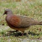 Pigeon de Madagascar