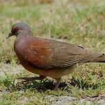 Pigeon de Madagascar