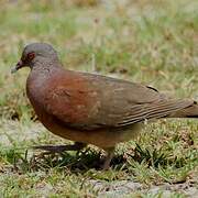 Malagasy Turtle Dove