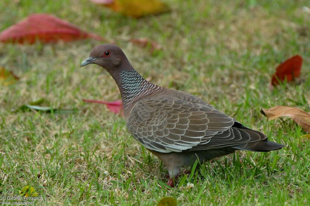 Pigeon picazuroadulte