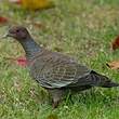 Pigeon picazuro